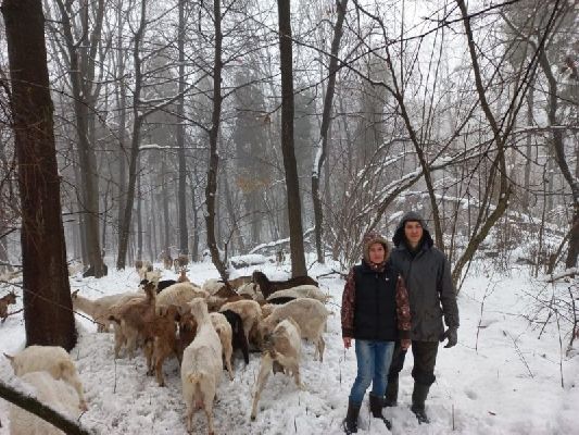 Кози хочуть любові: як у бурштинському селі двоє відчайдухів приваблюють туристів 